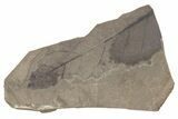 Partial Fossil Leaf (Betula) - McAbee Fossil Beds, BC #221157-1